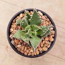 Load image into Gallery viewer, Faucaria Sea Dragon