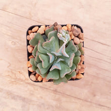 Load image into Gallery viewer, Echeveria Fly To The Sky