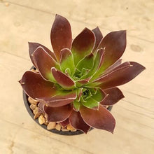 Load image into Gallery viewer, Sempervivum Inferno