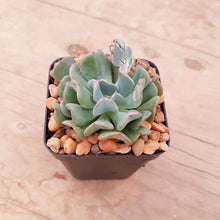 Load image into Gallery viewer, Echeveria Fly To The Sky