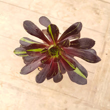 Load image into Gallery viewer, Aeonium Big Bang