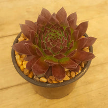 Load image into Gallery viewer, Sempervivum Gabrielle
