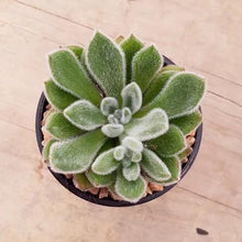 Load image into Gallery viewer, Echeveria Doris Taylor