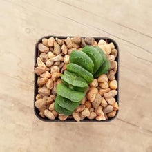 Load image into Gallery viewer, Haworthia truncata Lime Green