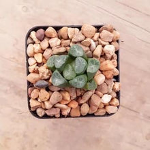Load image into Gallery viewer, Haworthia maughanii