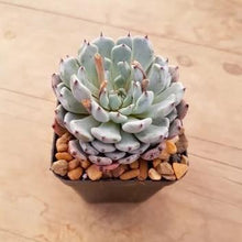 Load image into Gallery viewer, Echeveria Gemmula