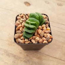 Load image into Gallery viewer, Haworthia truncata Lime Green