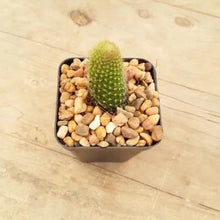 Load image into Gallery viewer, Cleistocactus Monkey's Tail