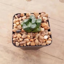 Load image into Gallery viewer, Haworthia maughanii
