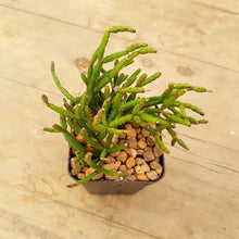 Load image into Gallery viewer, Rhipsalis salicornioides