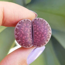 Load image into Gallery viewer, Lithops Sato's Violet