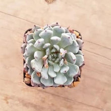 Load image into Gallery viewer, Echeveria Gemmula