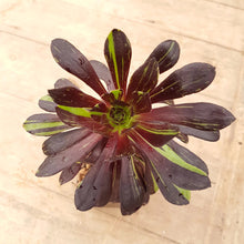 Load image into Gallery viewer, Aeonium Big Bang
