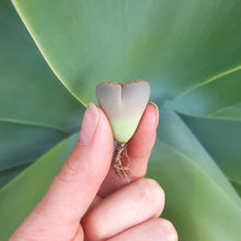 Load image into Gallery viewer, Lithops Assorted - About 2cm Wide