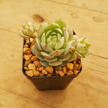 Load image into Gallery viewer, Echeveria derenbergii