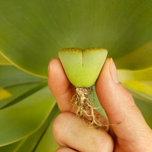 Load image into Gallery viewer, Lithops Leslie Albinica