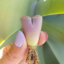 Load image into Gallery viewer, Lithops Sato's Violet