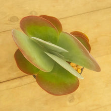 Load image into Gallery viewer, Kalanchoe luciae Flap Jacks