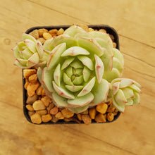 Load image into Gallery viewer, Echeveria derenbergii