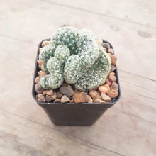 Load image into Gallery viewer, Mammillaria elongata 'Cristata' aka Brain Cactus
