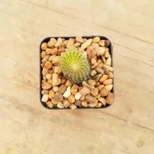 Load image into Gallery viewer, Cleistocactus Monkey's Tail