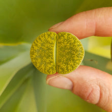 Load image into Gallery viewer, Lithops Leslie Albinica