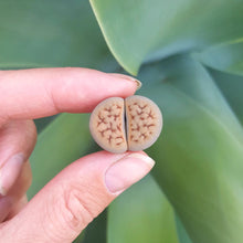 Load image into Gallery viewer, Lithops Assorted - About 2cm Wide