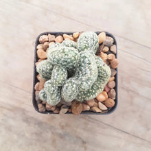 Load image into Gallery viewer, Mammillaria elongata 'Cristata' aka Brain Cactus