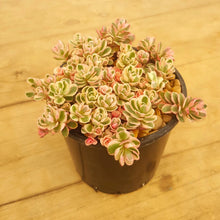 Load image into Gallery viewer, Sedum Tricolour
