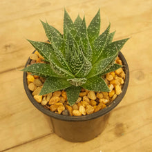 Load image into Gallery viewer, Aloe aristata