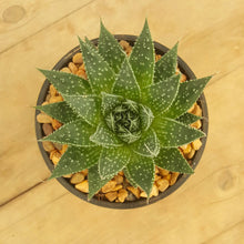 Load image into Gallery viewer, Aloe aristata