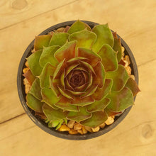 Load image into Gallery viewer, Sempervivum Granby