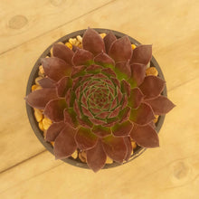 Load image into Gallery viewer, Sempervivum Gabrielle