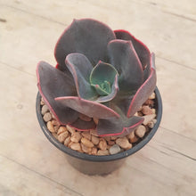 Load image into Gallery viewer, Echeveria Blue Metal