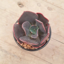 Load image into Gallery viewer, Echeveria Blue Metal