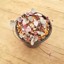 Load image into Gallery viewer, Chain of Hearts Variegated
