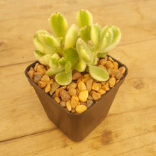 Load image into Gallery viewer, Cotyledon tomentosa White Variegated - Bear's Paw