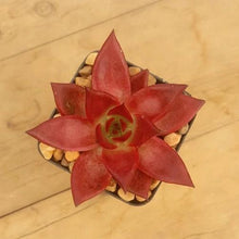 Load image into Gallery viewer, Echeveria agavoides Romeo Rubin