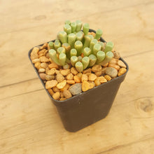 Load image into Gallery viewer, Fenestraria rhopalophylla - Baby Toes
