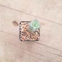Load image into Gallery viewer, Crassula perforata ssp. kouganensis