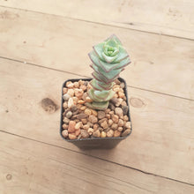 Load image into Gallery viewer, Crassula perforata ssp. kouganensis