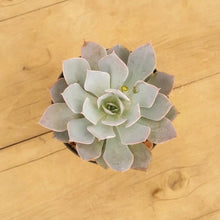 Load image into Gallery viewer, Echeveria subsessilis