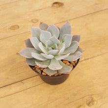 Load image into Gallery viewer, Echeveria subsessilis