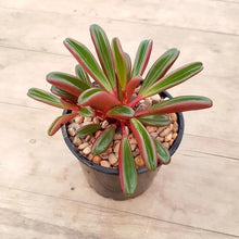 Load image into Gallery viewer, Peperomia graveolens