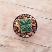 Load image into Gallery viewer, Crassula Buddha's Temple