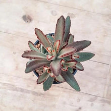 Load image into Gallery viewer, Kalanchoe Golden Girl
