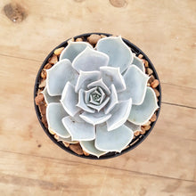 Load image into Gallery viewer, Echeveria lilacina