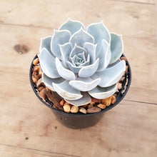 Load image into Gallery viewer, Echeveria lilacina