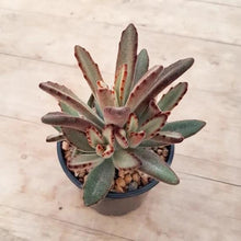 Load image into Gallery viewer, Kalanchoe Golden Girl