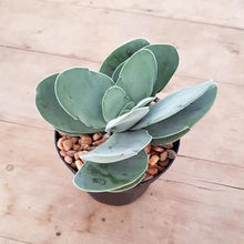 Load image into Gallery viewer, Crassula Dubia